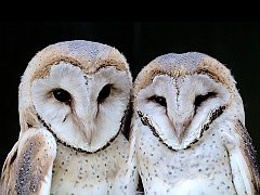 Barn Owlets